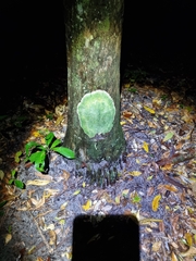 Cryptothecia striata