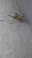 Barbitistes constrictus