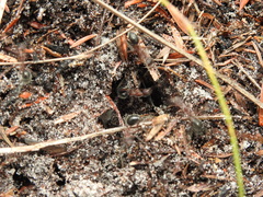 Camponotus intrepidus