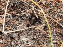 Camponotus intrepidus