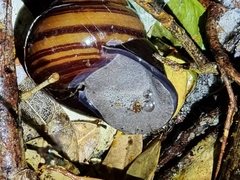 Sphaerospira fraseri