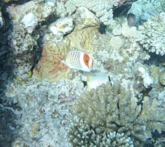 Chaetodon paucifasciatus
