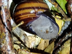 Sphaerospira fraseri