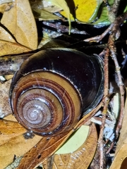 Sphaerospira fraseri