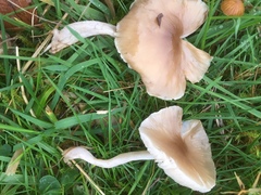 Dermoloma cuneifolium