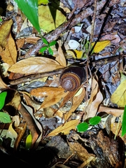 Sphaerospira fraseri