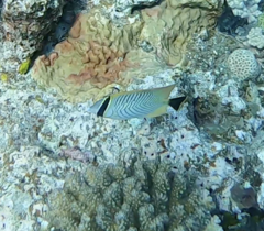 Chaetodon trifascialis
