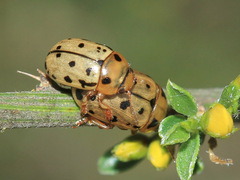 Gonioctena