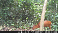 Cephalophorus nigrifrons