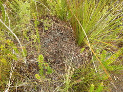 Camponotus intrepidus