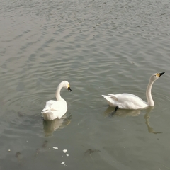 Cygnus columbianus bewickii