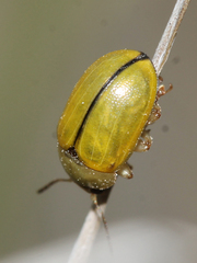 Gonioctenina