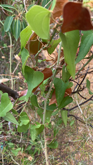 Smilax aspera