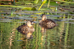 Thalassornis leuconotus