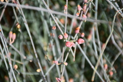 Ephedra foeminea