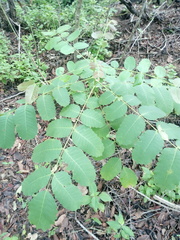 Comocladia macrophylla