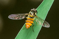 Episyrphus trisectus