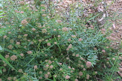 Platysace lanceolata