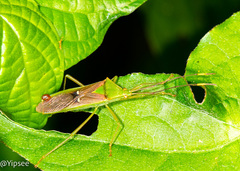 Homoeocerus bipunctatus