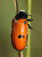 Clytra