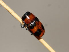 Coptocephala