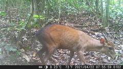 Cephalophorus callipygus