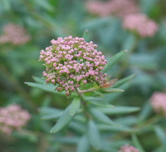 Platysace lanceolata