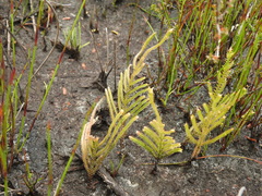 Selaginella uliginosa