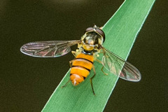 Episyrphus trisectus