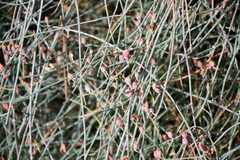 Ephedra foeminea