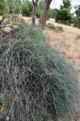 Ephedra foeminea