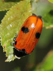 Clytra