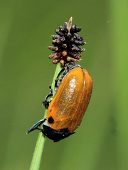 Labidostomis