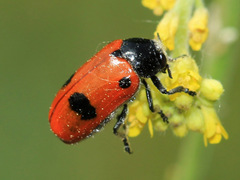 Clytra