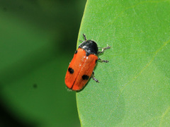 Clytra