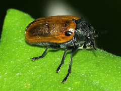 Labidostomis