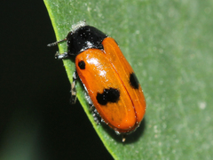 Clytra