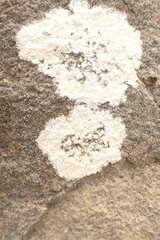 Lecanora rupicola
