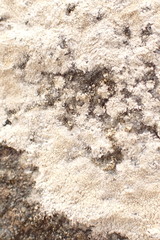 Lecanora rupicola