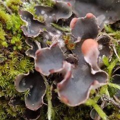 Peltigera didactyla