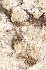 Lecanora rupicola
