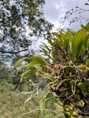 Eriodes barbata