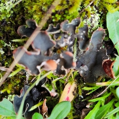 Peltigera didactyla