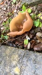 Phylloscypha phyllogena