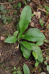 Pulmonaria longifolia
