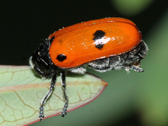 Clytra