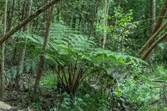 Cyathea capensis
