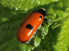 Clytra