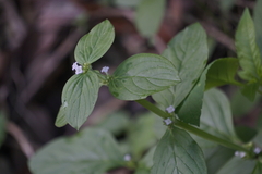 Spermacoce latifolia