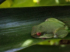 Raorchestes jayarami